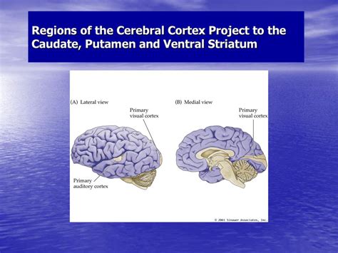 The ventral striatum: a heterogeneous structure involved in .